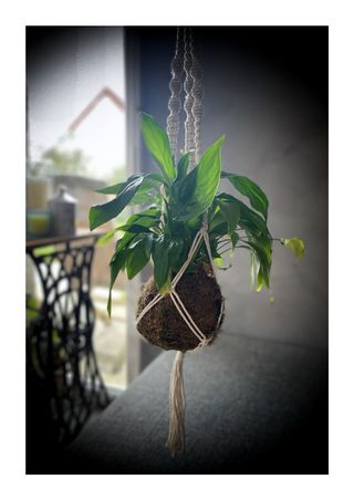 Suspension pour plante