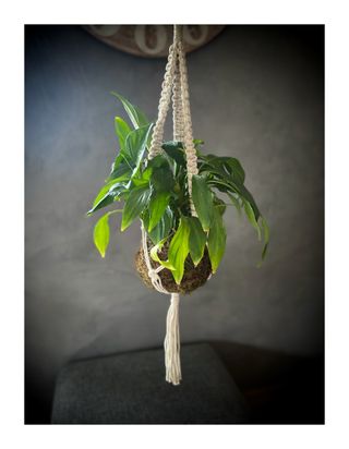 Suspension pour plante